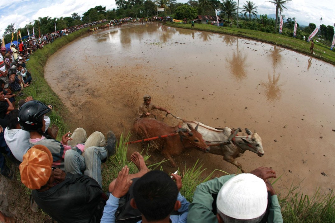 Foto Pacu Jawi Padang Sumatera Barat Pesona Indonesia - fototrip 3